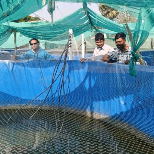 Biofloc Fish Farming Service