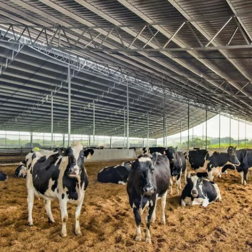 Mordern Dairy Farming Service