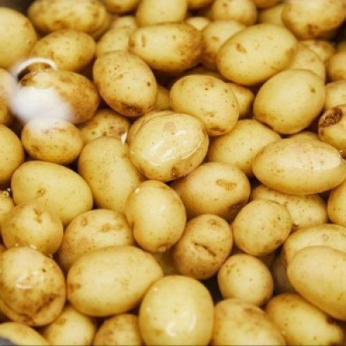 Fresh Potato