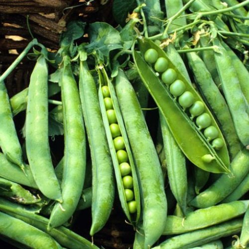 Kashi Nandini Natural Green Pea Seed