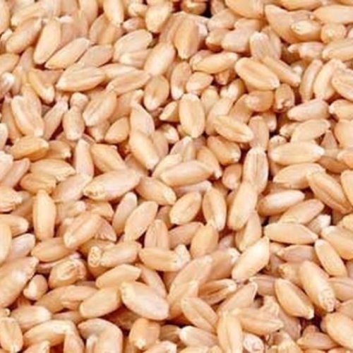 Lok -1 Wheat Seed