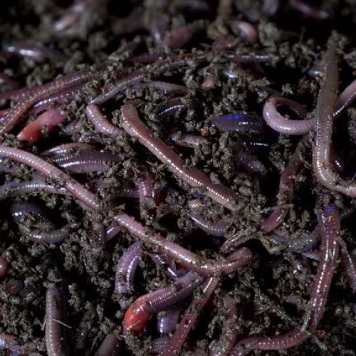 Paripurn Vermiculture Earthworm