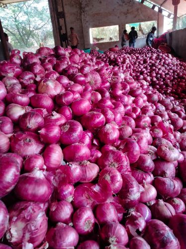 Fresh Onion