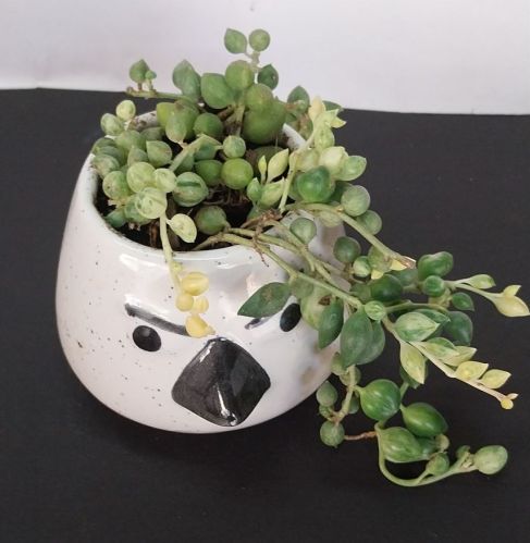 Variegated String Of Pearls Plant