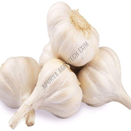 Fresh Garlic