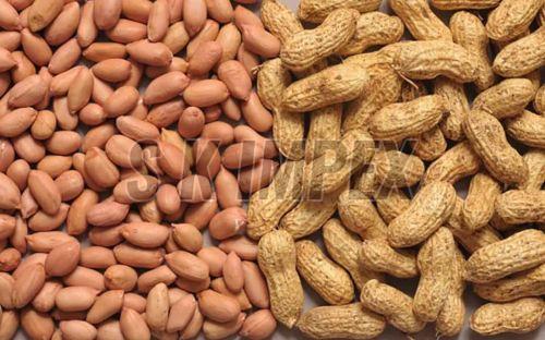 Groundnut