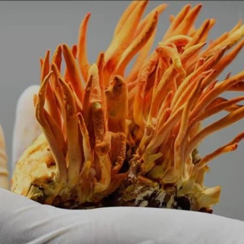 cordyceps militaris mushroom