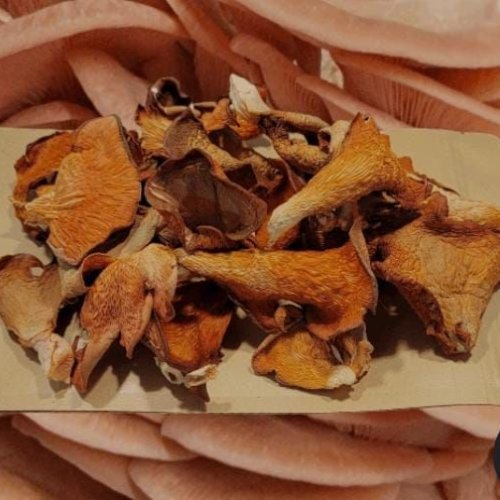 Dried Golden Oyster Mushroom