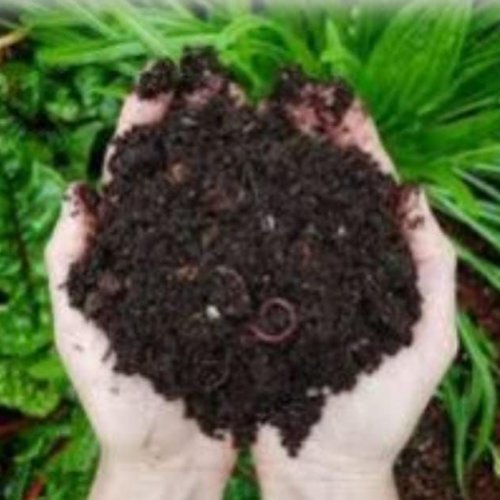 Vermicompost Fertilizer