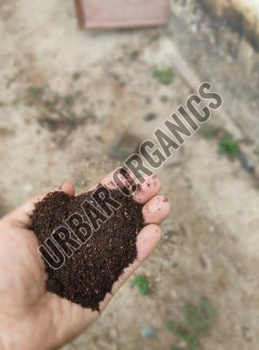 Eisenia Fetida Live Earthworm