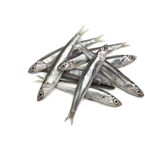 Live Anchovy Fish