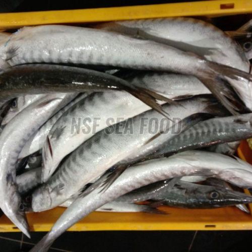 Live Barracuda Fish