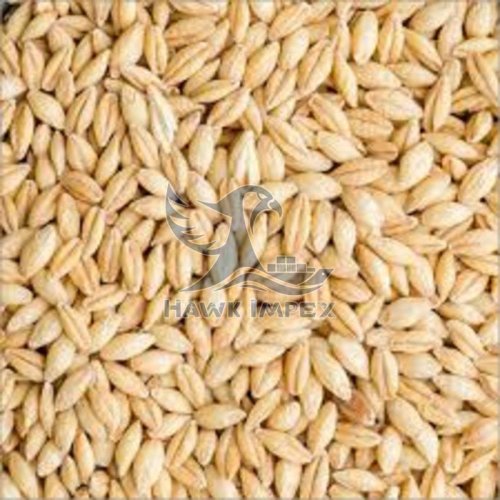 Barley Seeds
