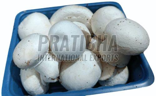 Fresh Button Mushroom