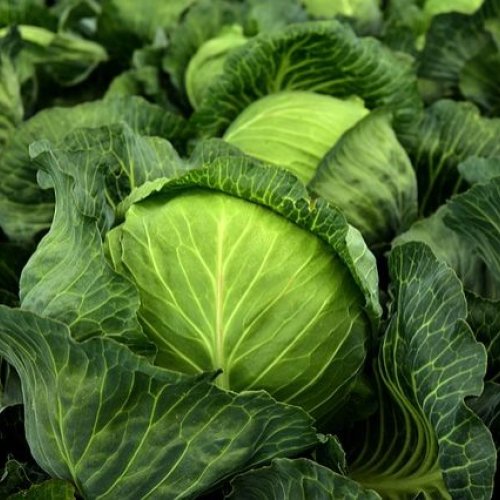 Fresh Cabbage