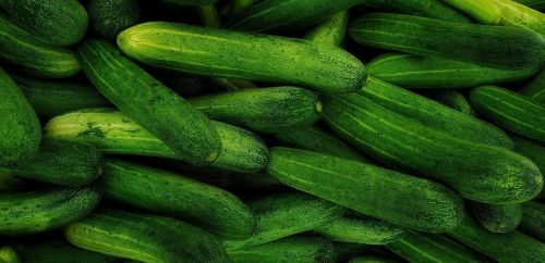 Fresh Cucumber