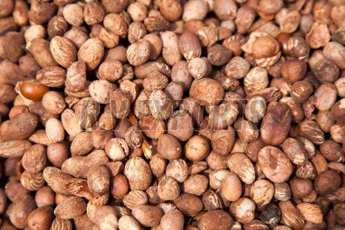 Shea Nut