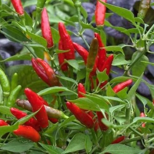 Bird Eye Chilli