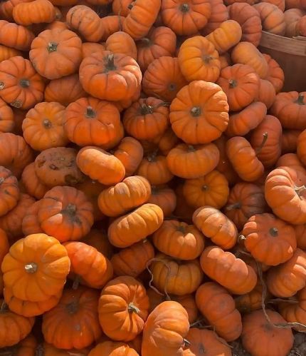 Fresh Pumpkin