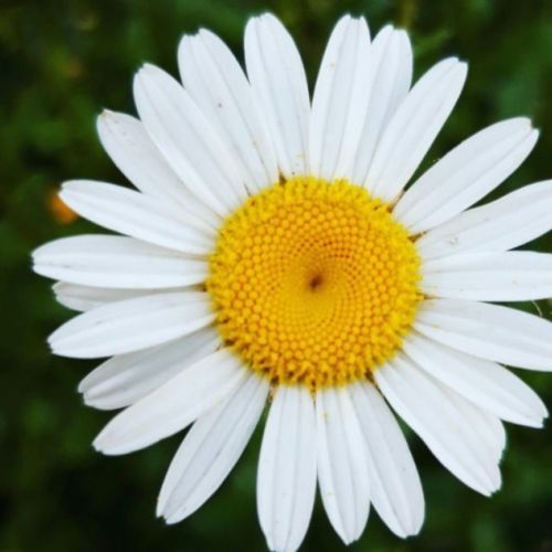 Fresh Daisy Flower