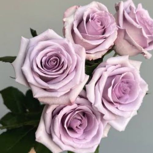 Fresh Lavender Rose Flower