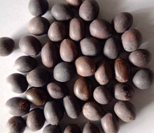 Lotus Seeds