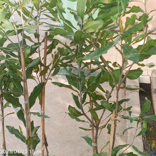 Macadamia Nuts Grafted Plant