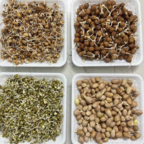 Dehydrated Mix Sprouts