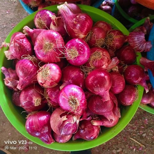 A Grade Dry Fresh Organic Red Onion