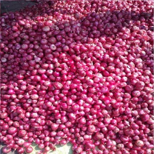 Fresh Nashik Onion