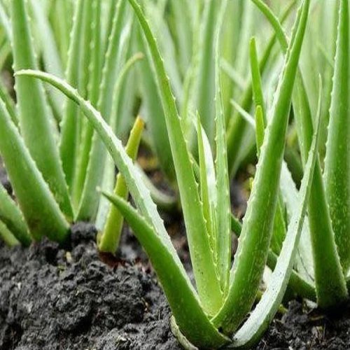 Aloe Vera Leaf