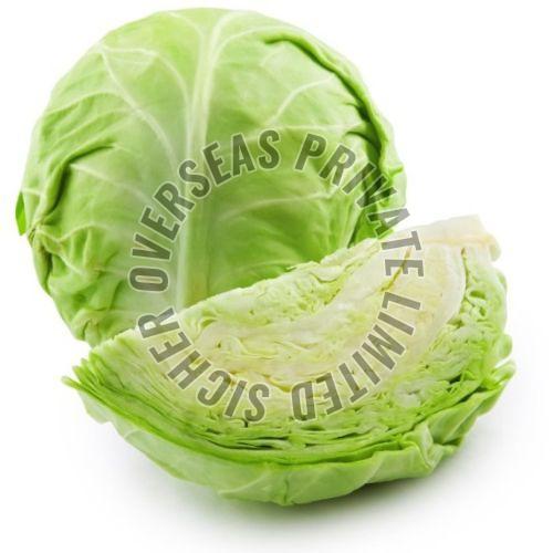 Fresh Cabbage