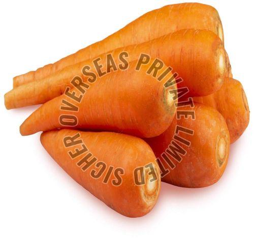 Fresh Carrot