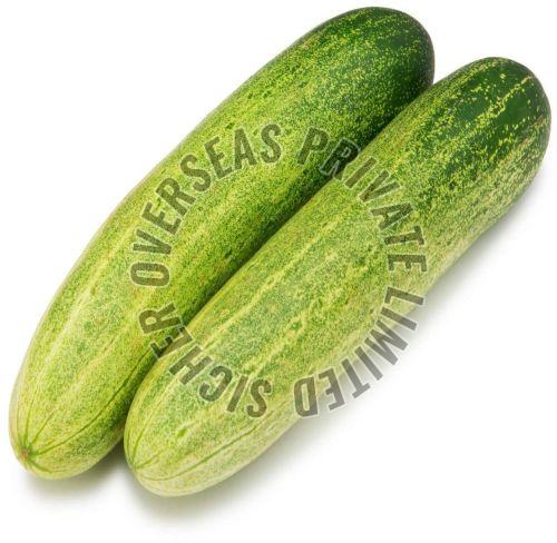 Fresh Cucumber