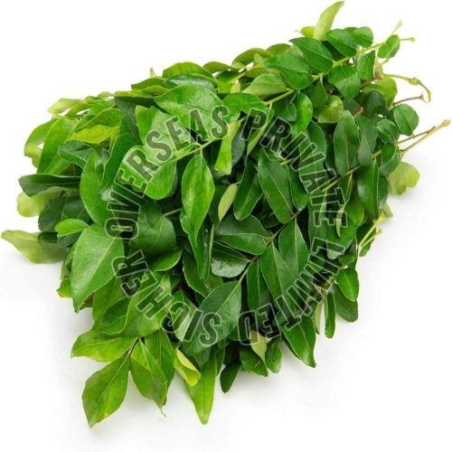 Fresh Curry Leaves