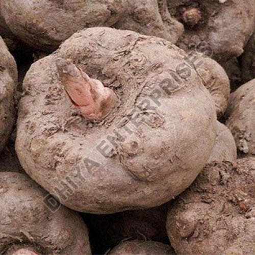 Fresh Elephant Foot Yam