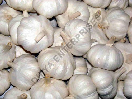 fresh garlic