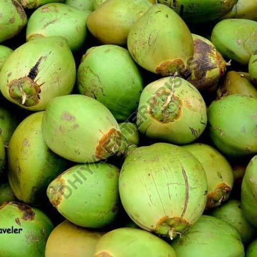 Natural Tender Coconut