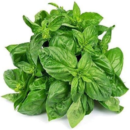 Basil Leaves