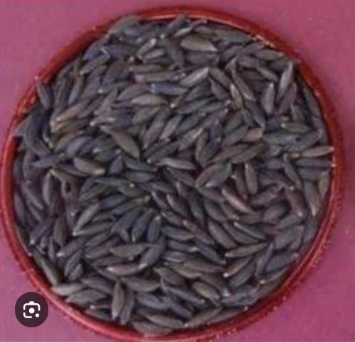 Kala Namak Paddy Rice