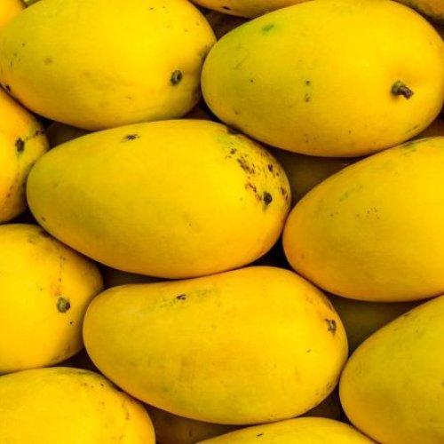 Banganapalli Mango Fruit
