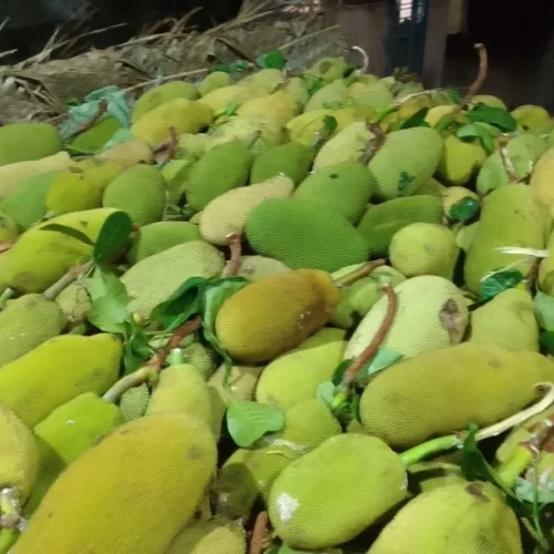 A Grade Jackfruit