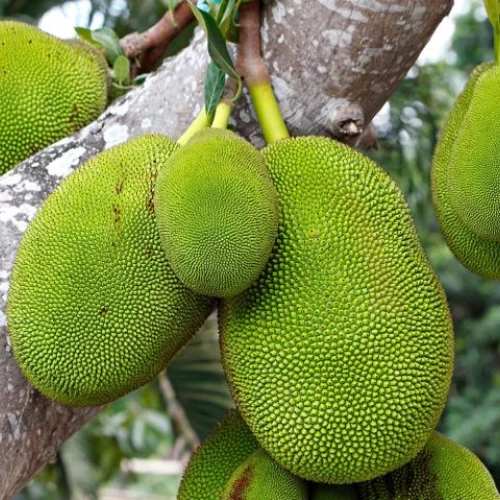 Fresh Thai Jackfruit