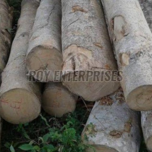 Gmelina Wood Logs