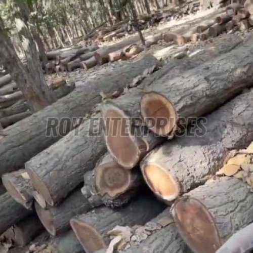 Sal Wood Logs