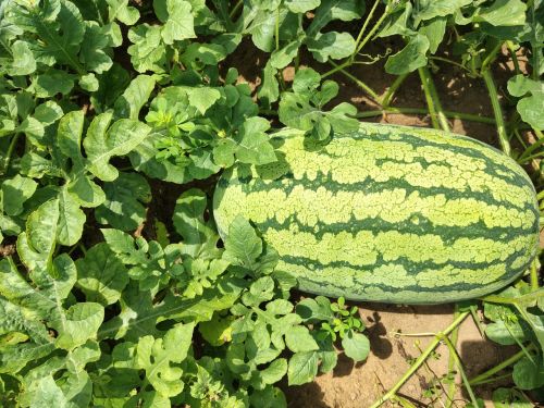 A Grade Watermelon