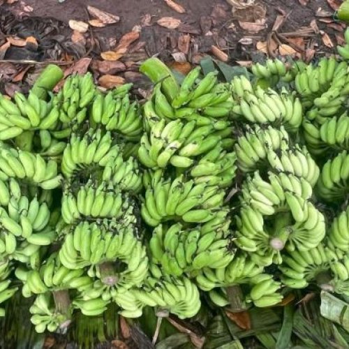 Fresh Green Banana