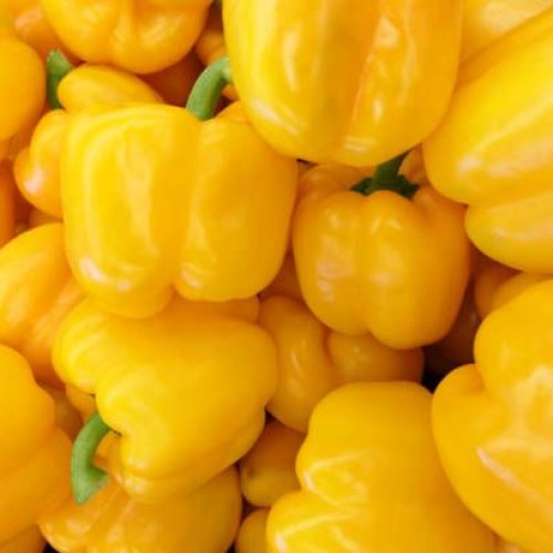 A Grade Yellow Capsicum