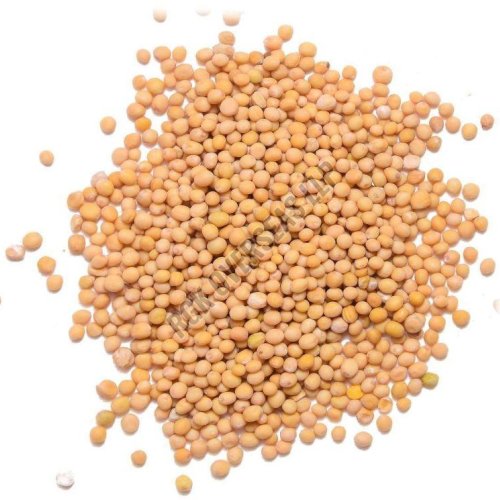 Yellow Mustard Seed