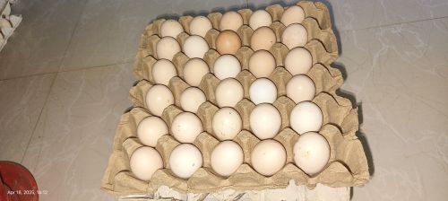 Desi Eggs